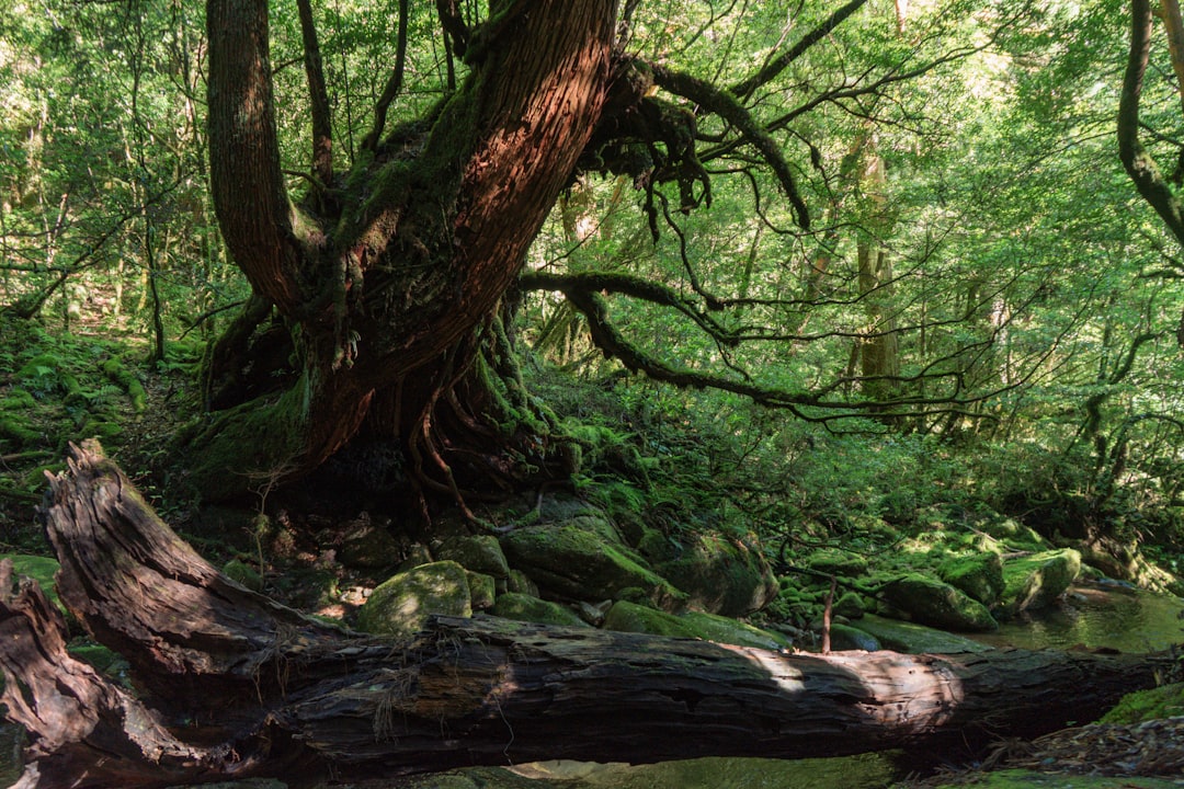 Entdecke Yakushima: Ein Naturjuwel Japans - Yakushima | Secret World Trip Planner