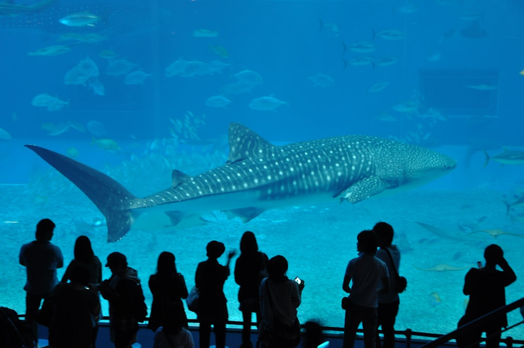 Discover the Okinawa Churaumi Aquarium: A Gem of Japan - Motobu | Secret World Trip Planner