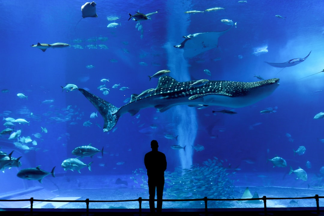 Discover the Okinawa Churaumi Aquarium: A Gem of Japan - Motobu | Secret World Trip Planner