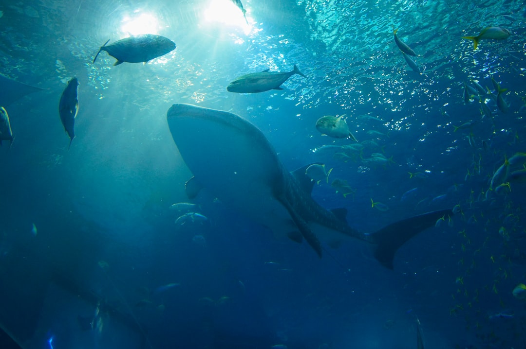 Discover the Okinawa Churaumi Aquarium: A Gem of Japan - Motobu | Secret World Trip Planner