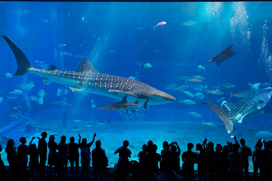 Découvrez l'Okinawa Churaumi Aquarium : Un bijou du Japon - Motobu | Secret World Trip Planner