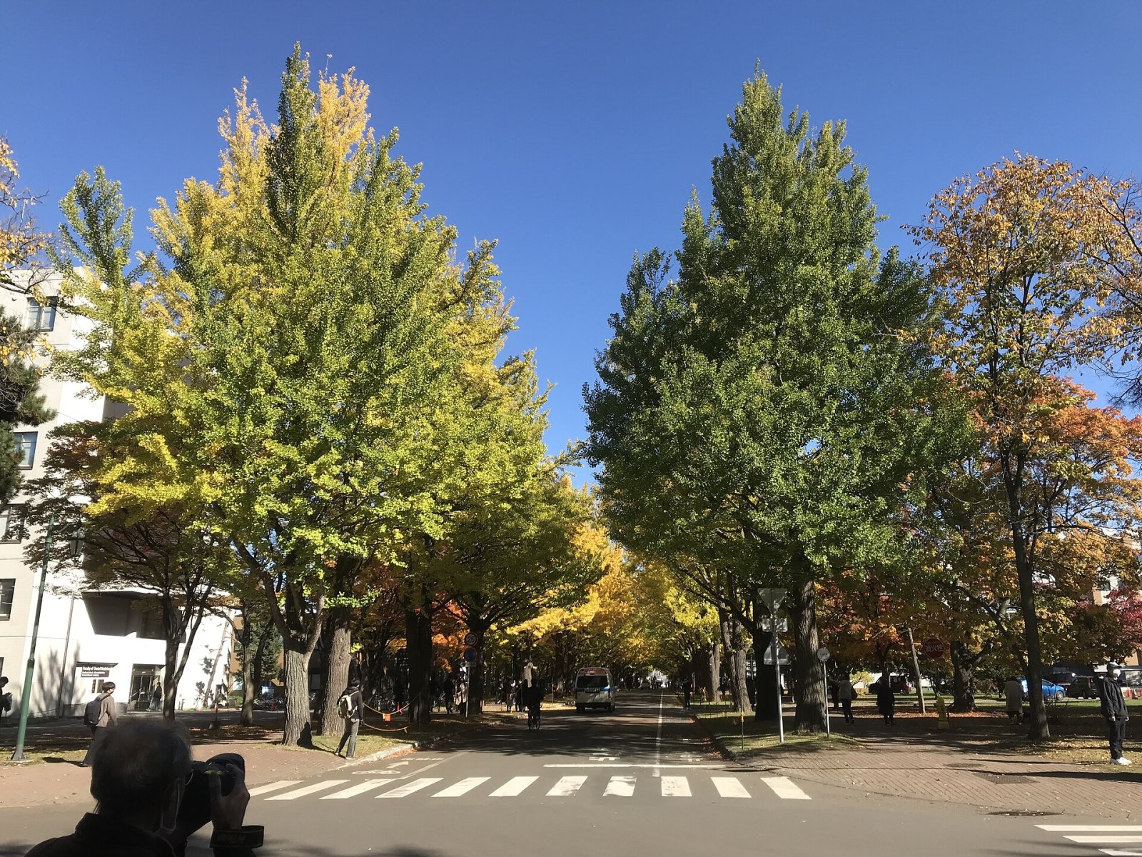 Découvrez l'Avenue des Ginkgo de l'Université de Hokkaido - Sapporo | Secret World Trip Planner