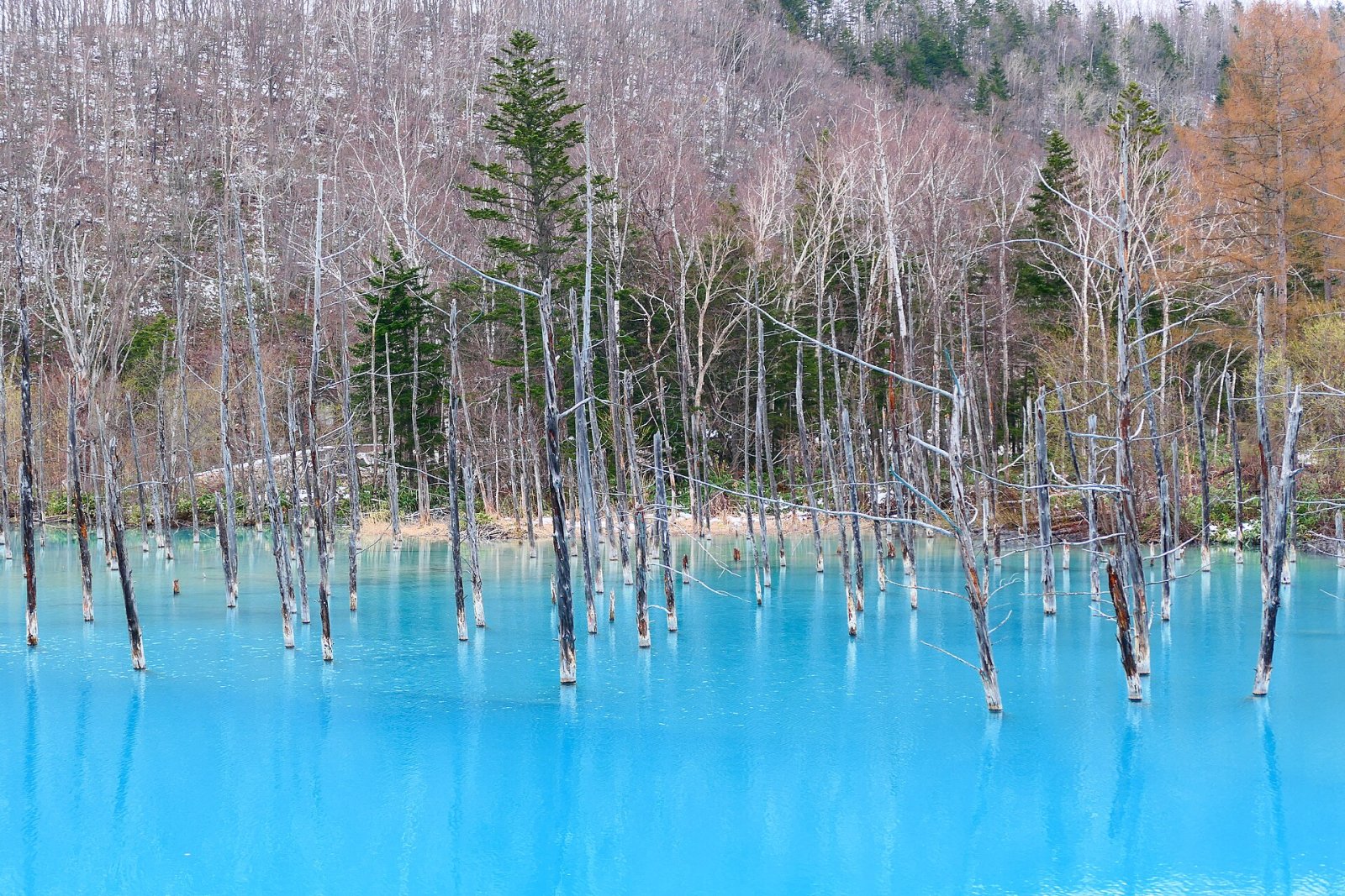 Découvrez le Blue Pond de Biei : un coin de paradis au Japon - Biei | Secret World Trip Planner