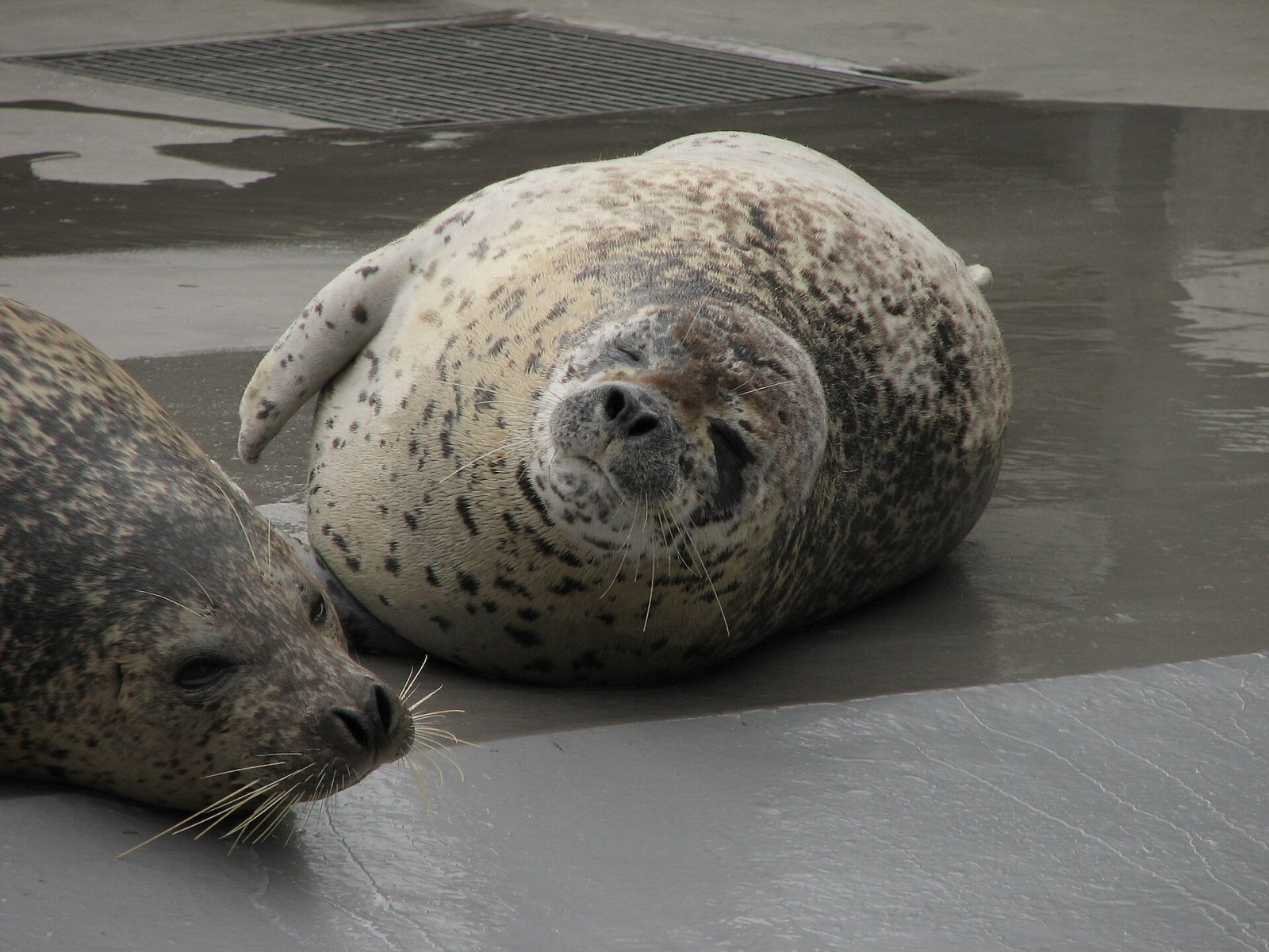 Découvrez le zoo d'Asahiyama : un joyau d'Hokkaido - Asahikawa | Secret World Trip Planner
