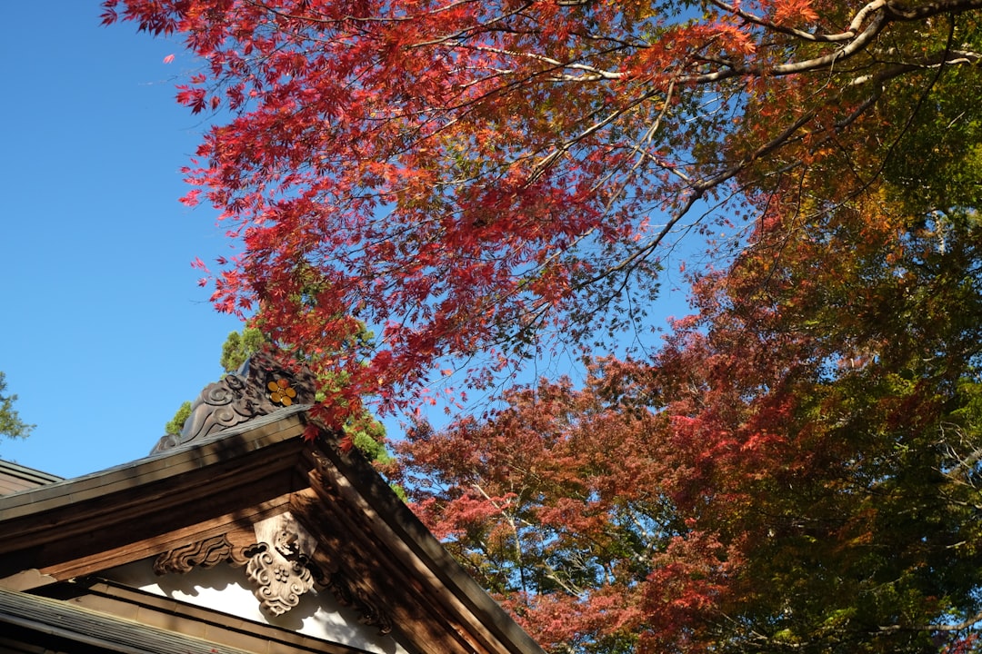 Scoprire Hiraizumi Chusonji: un tesoro storico nel Tohoku - Hiraizumi | Secret World Trip Planner