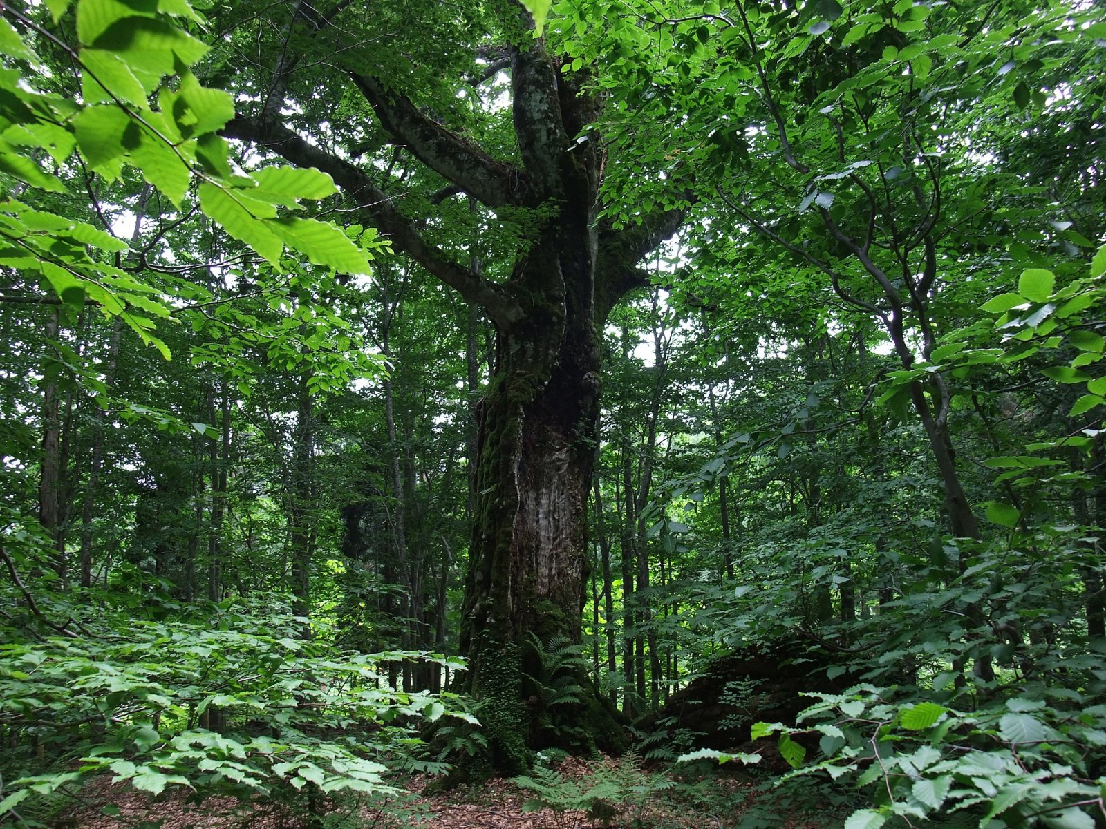 Découvrez Shirakami Sanchi : un paradis naturel au Japon - Nishimeya | Secret World Trip Planner