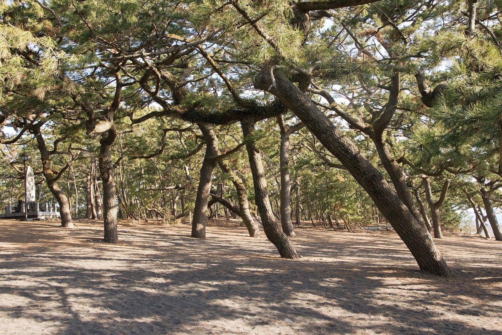 Discover Shizuoka Miho no Matsubara: A Paradise Corner in Japan - Shizuoka | Secret World Trip Planner