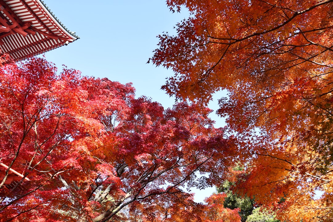 Scopri il Tempio Naritasan Shinshoji: un gioiello culturale nel Kanto - Narita | Secret World Trip Planner