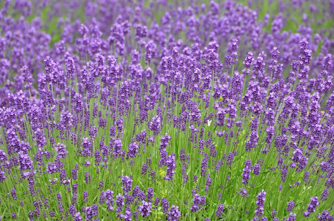 Furano Lavender Fields: A Paradise Corner in Hokkaido - Furano | Secret World Trip Planner