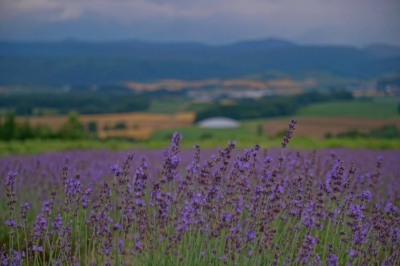 Champs de Lavande de Furano : un coin de paradis à Hokkaido - Furano | Secret World Trip Planner