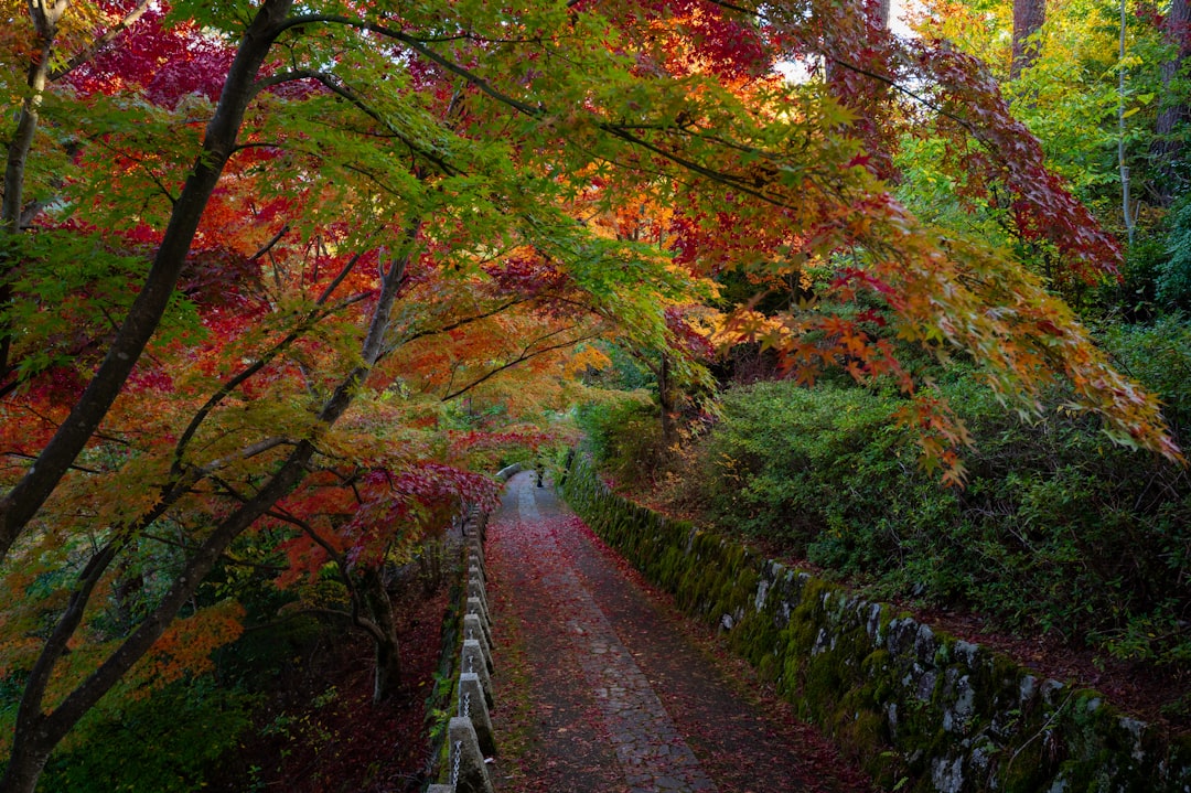 Scopri la Magia della Montagna Yoshino in Giappone - Yoshino | Secret World Trip Planner