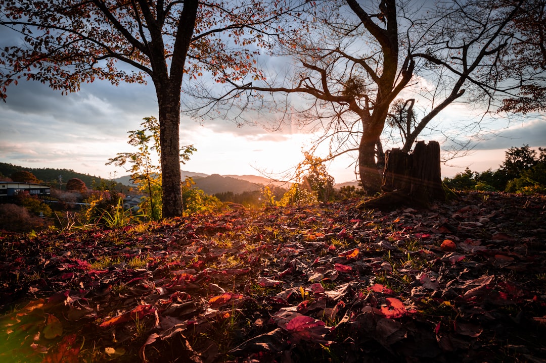 Découvrez la magie de la montagne Yoshino au Japon - Yoshino | Secret World Trip Planner