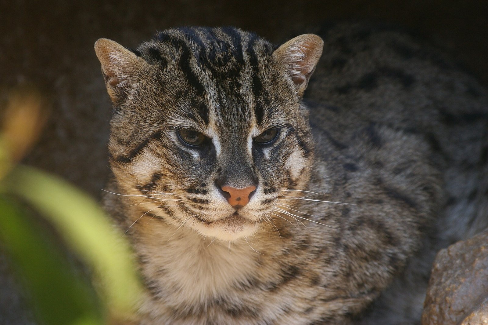 Discovering Tennoji Zoo: A Nature Haven in Osaka - Osaka | Secret World Trip Planner