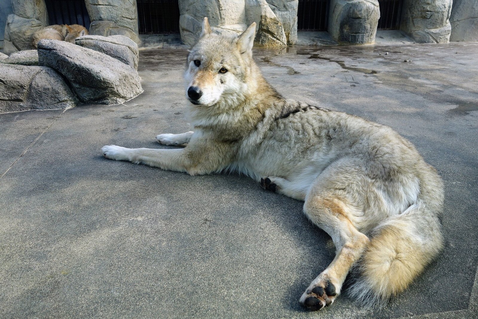 Den Tennoji Zoo entdecken: Ein Stück Natur in Osaka - Osaka | Secret World Trip Planner