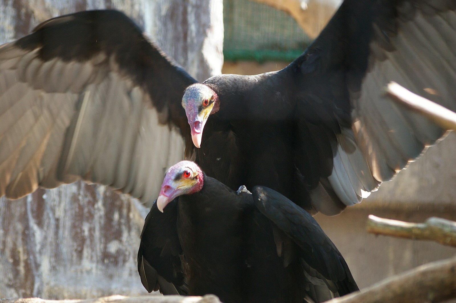 Découvrir le Tennoji Zoo : un coin de nature à Osaka - Osaka | Secret World Trip Planner