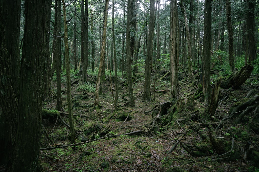 Aokigahara Forest: un viaggio nel cuore della natura giapponese - Fujikawaguchiko | Secret World Trip Planner