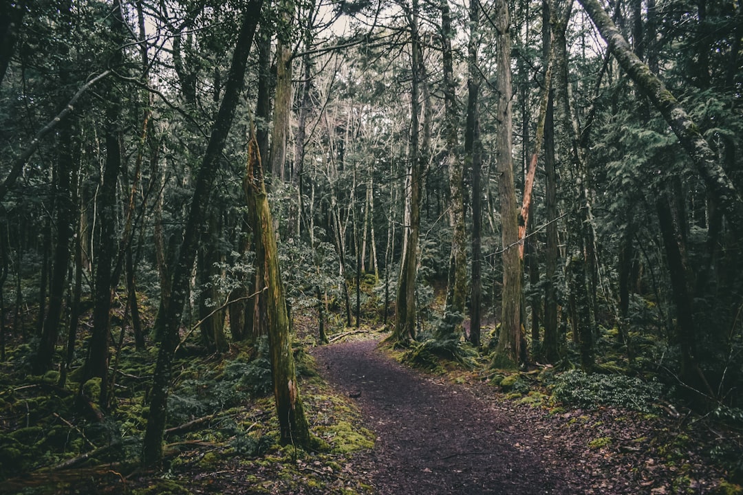 Forêt d'Aokigahara : un voyage au cœur de la nature japonaise — Fujikawaguchiko