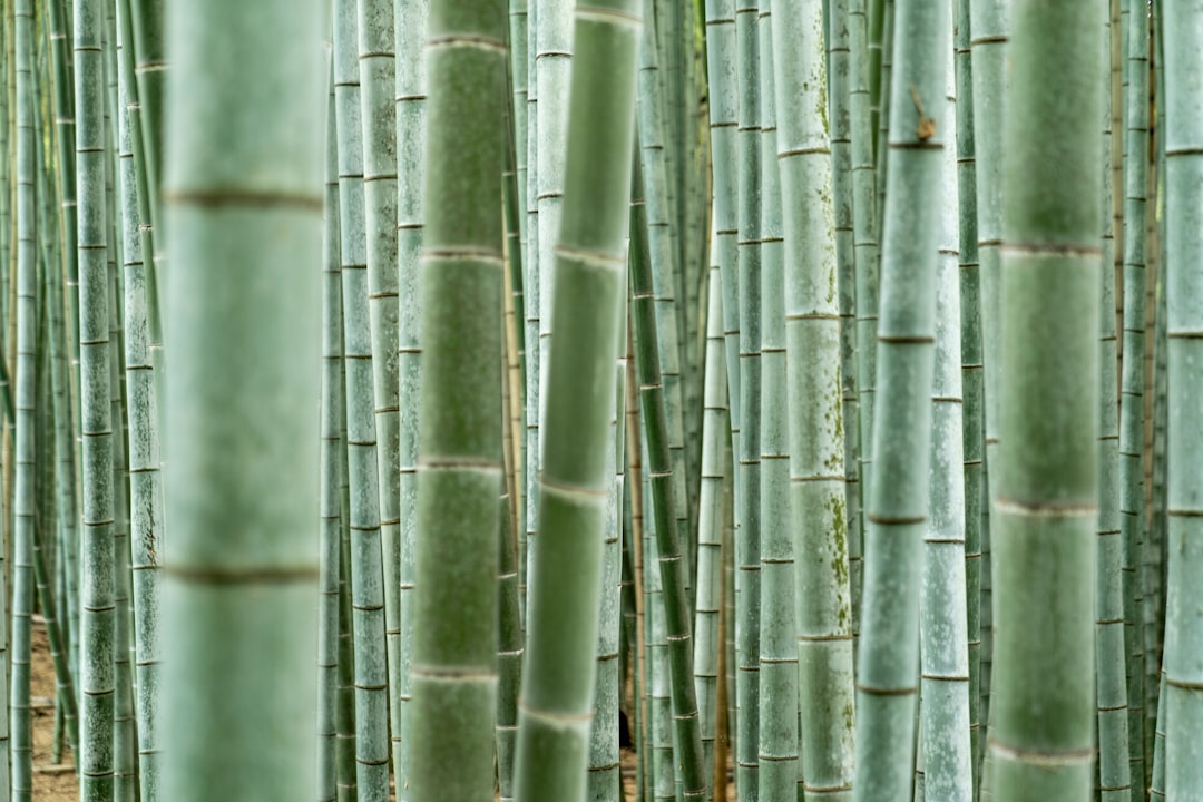 Discover the Magic of Arashiyama Bamboo Grove in Kyoto - Kyoto | Secret World Trip Planner