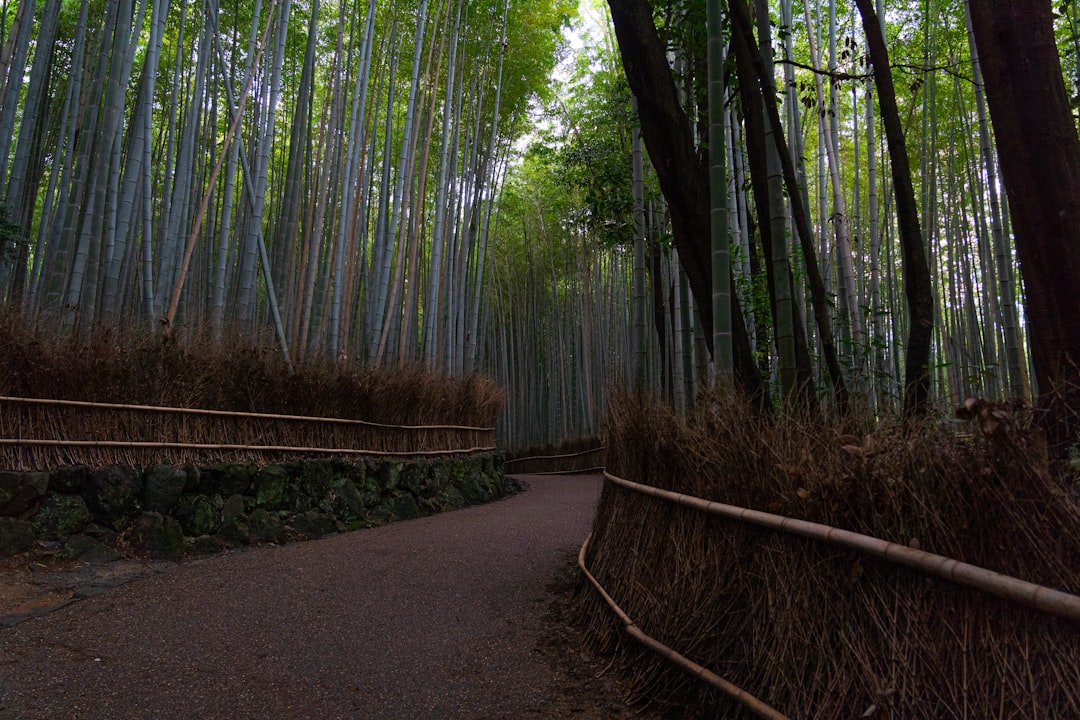Entdecken Sie die Magie des Arashiyama Bamboo Grove in Kyoto - Kyoto | Secret World Trip Planner