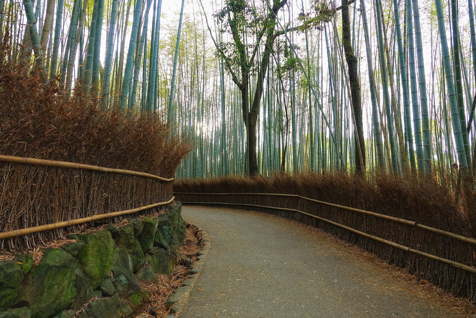 Découvrez la magie de la forêt de bambous d'Arashiyama à Kyoto - Kyoto | Secret World Trip Planner