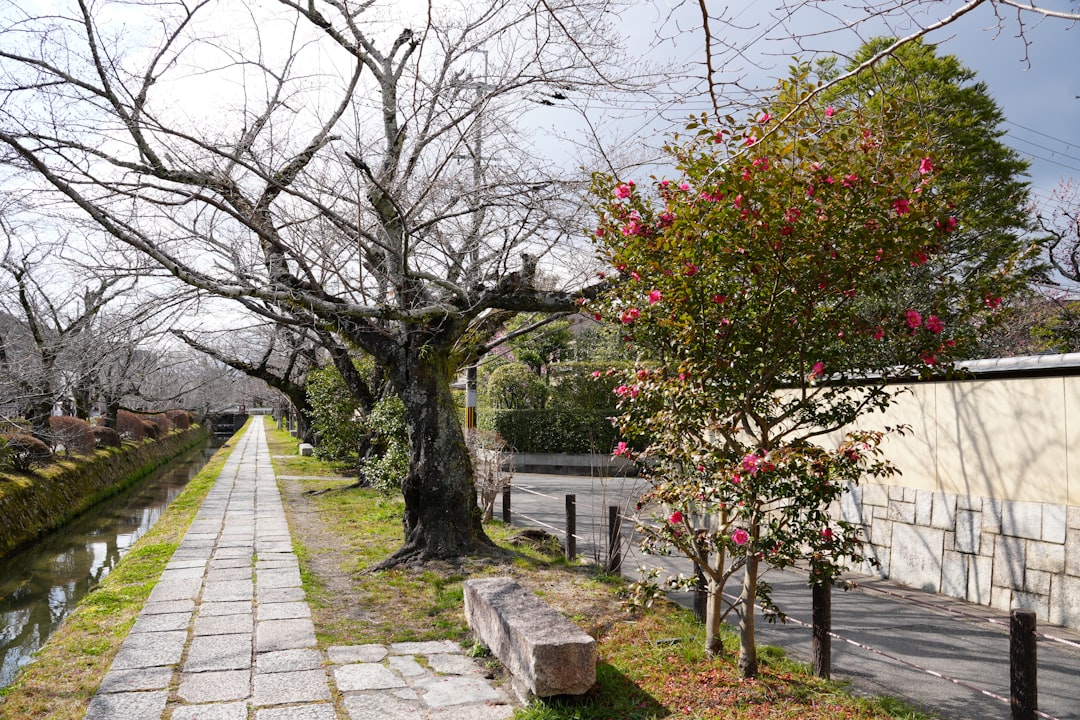 Scopri il Sentiero dei Filosofi a Kyoto: Un Viaggio nella Natura - Kyoto | Secret World Trip Planner