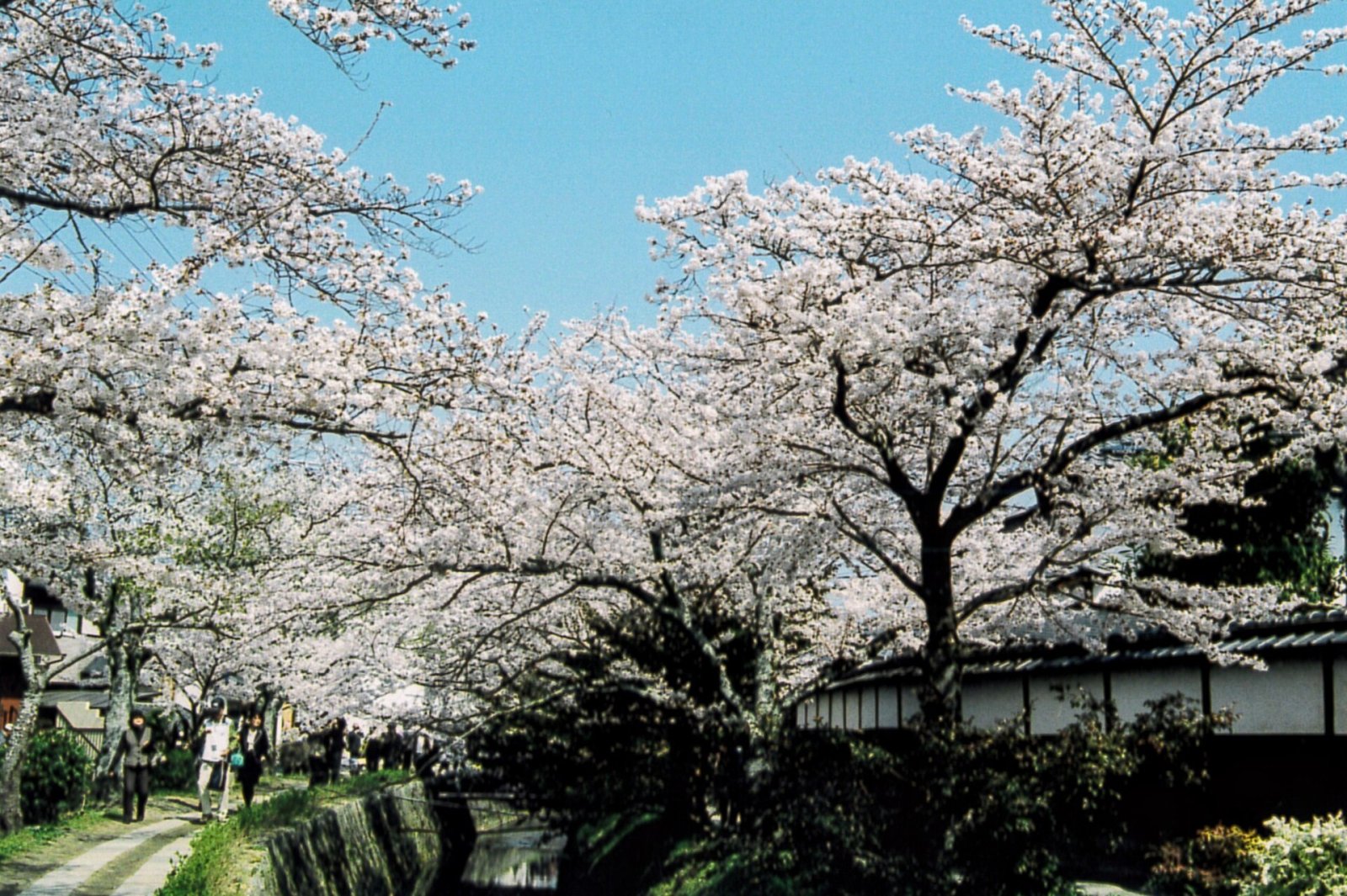 Découvrez le Sentier des Philosophes à Kyoto : Un Voyage dans la Nature - Kyoto | Secret World Trip Planner
