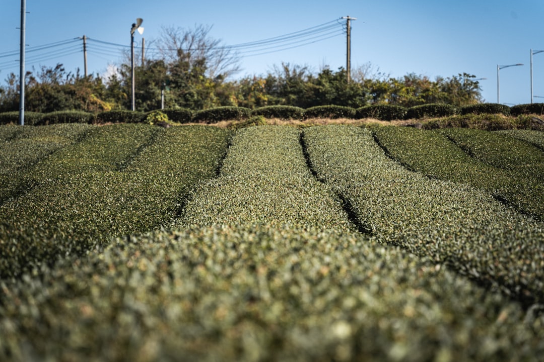 Discover the Boseong Green Tea Fields: A Natural Paradise in South Korea - Boseong | Secret World Trip Planner