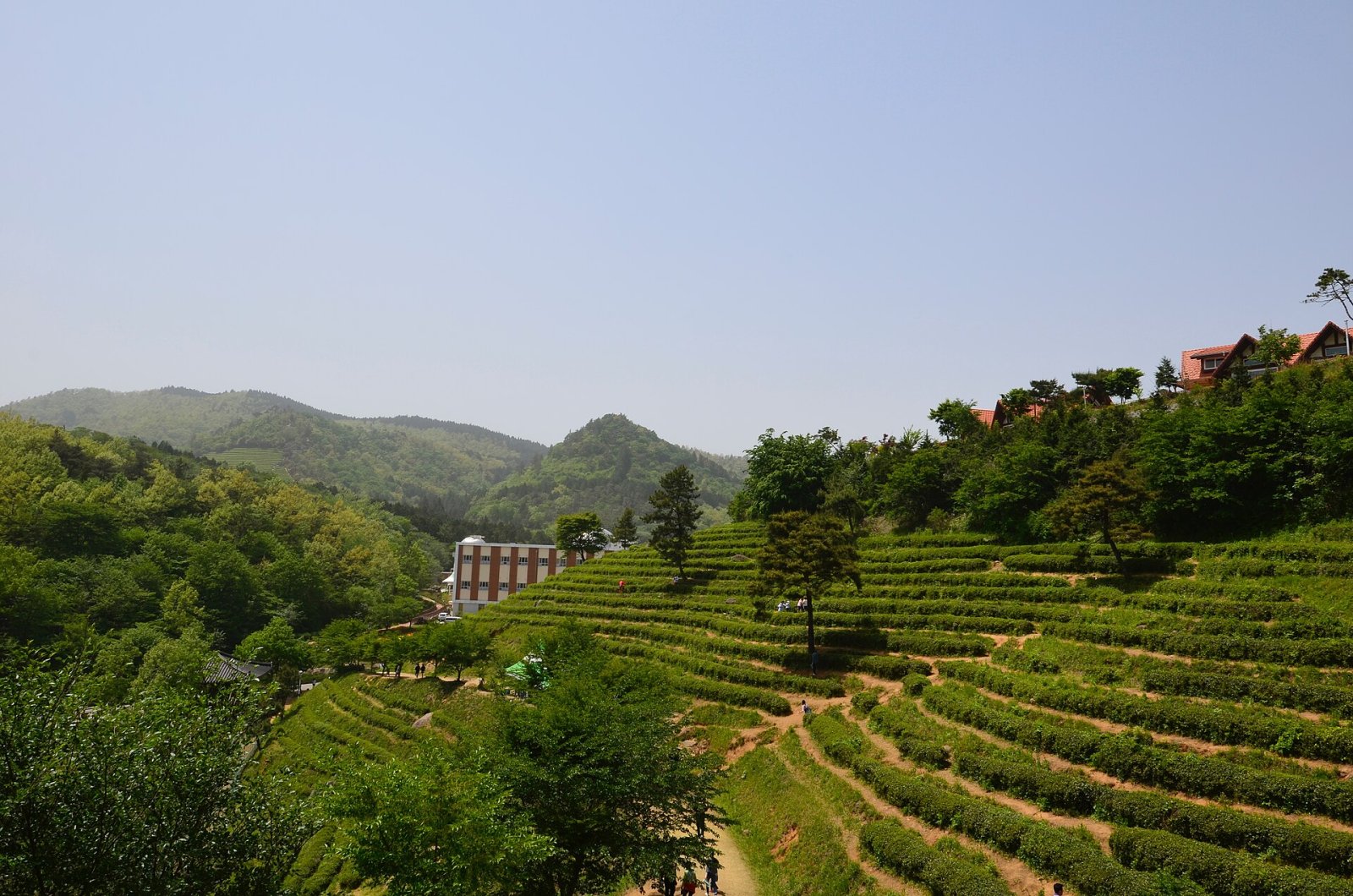 Découvrez les Champs de Thé Vert de Boseong : Un Paradis Naturel en Corée du Sud - Boseong | Secret World Trip Planner