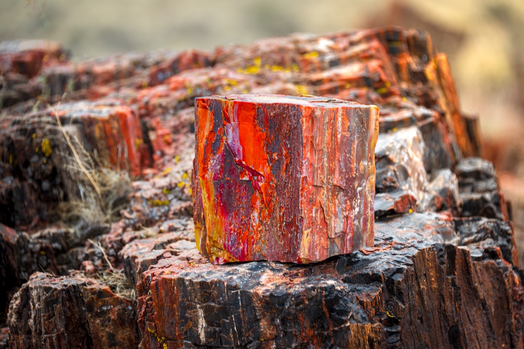 Discover the Petrified Forest National Park in Arizona - Weinan | Secret World Trip Planner