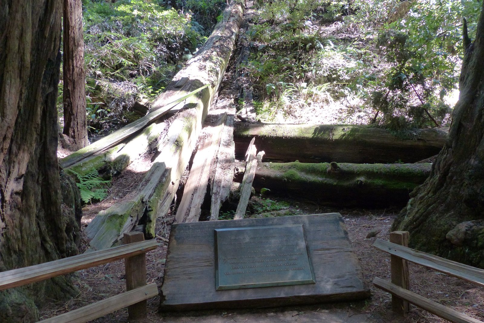 Scopri Muir Woods National Monument: un gioiello della natura in California | Secret World Trip Planner