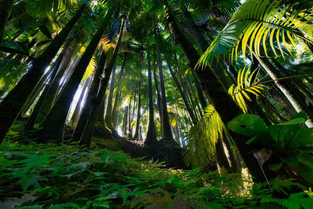 Scopri la Magia della Foresta Pluviale di Hoh a Forks, Washington | Secret World Trip Planner