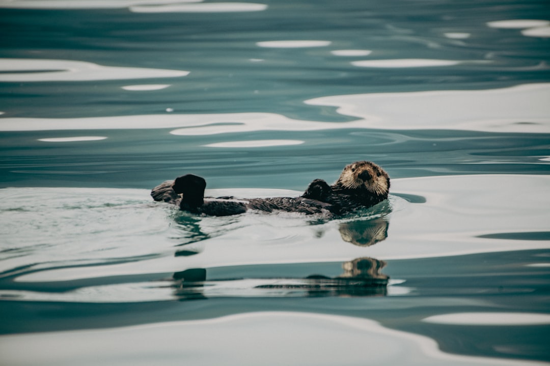 Parc national des fjords de Kenai : un joyau naturel en Alaska | Secret World Trip Planner