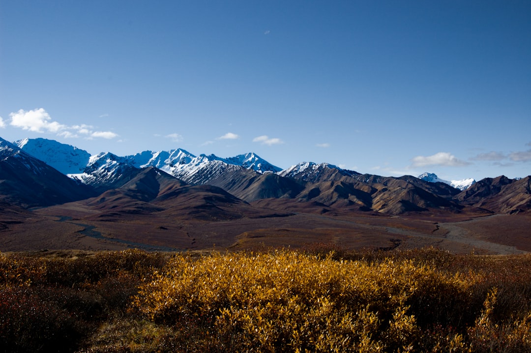 Entdecken Sie die wilde Schönheit des Denali Nationalparks