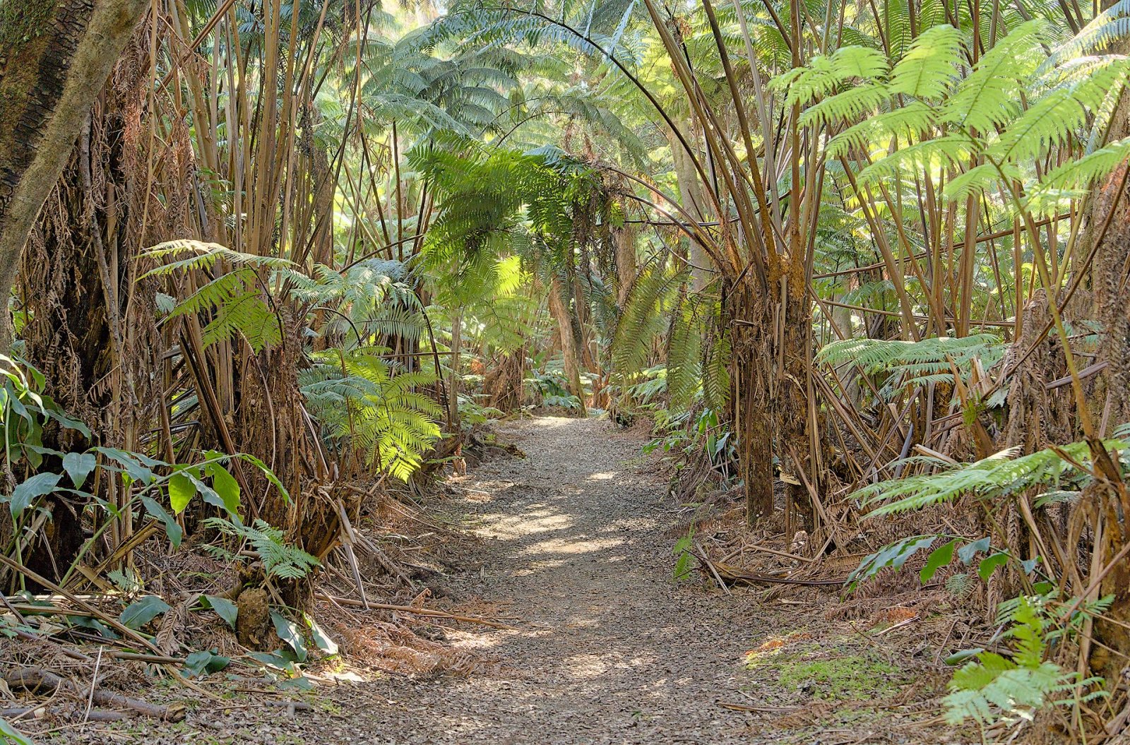 Explorer le parc national des volcans à Hawaï | Secret World Trip Planner