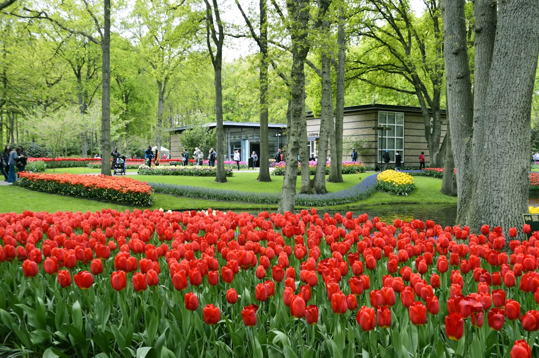 Keukenhof: The World's Largest Flower Garden - Stationsweg 166A | Secret World Trip Planner