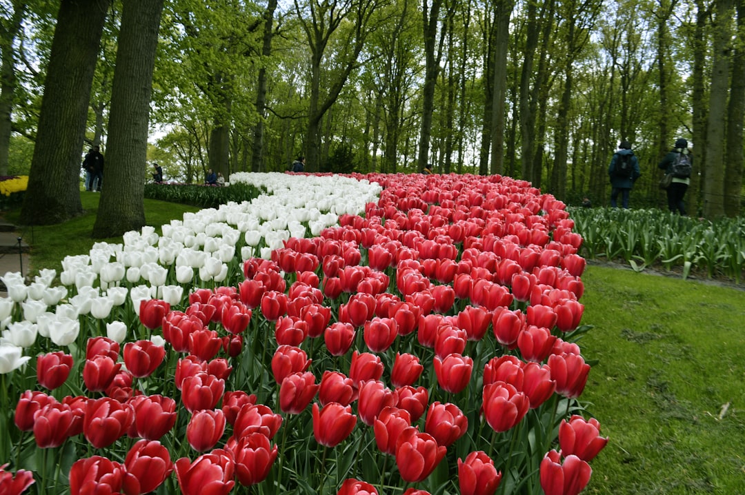 Keukenhof: The World's Largest Flower Garden - Stationsweg 166A | Secret World Trip Planner