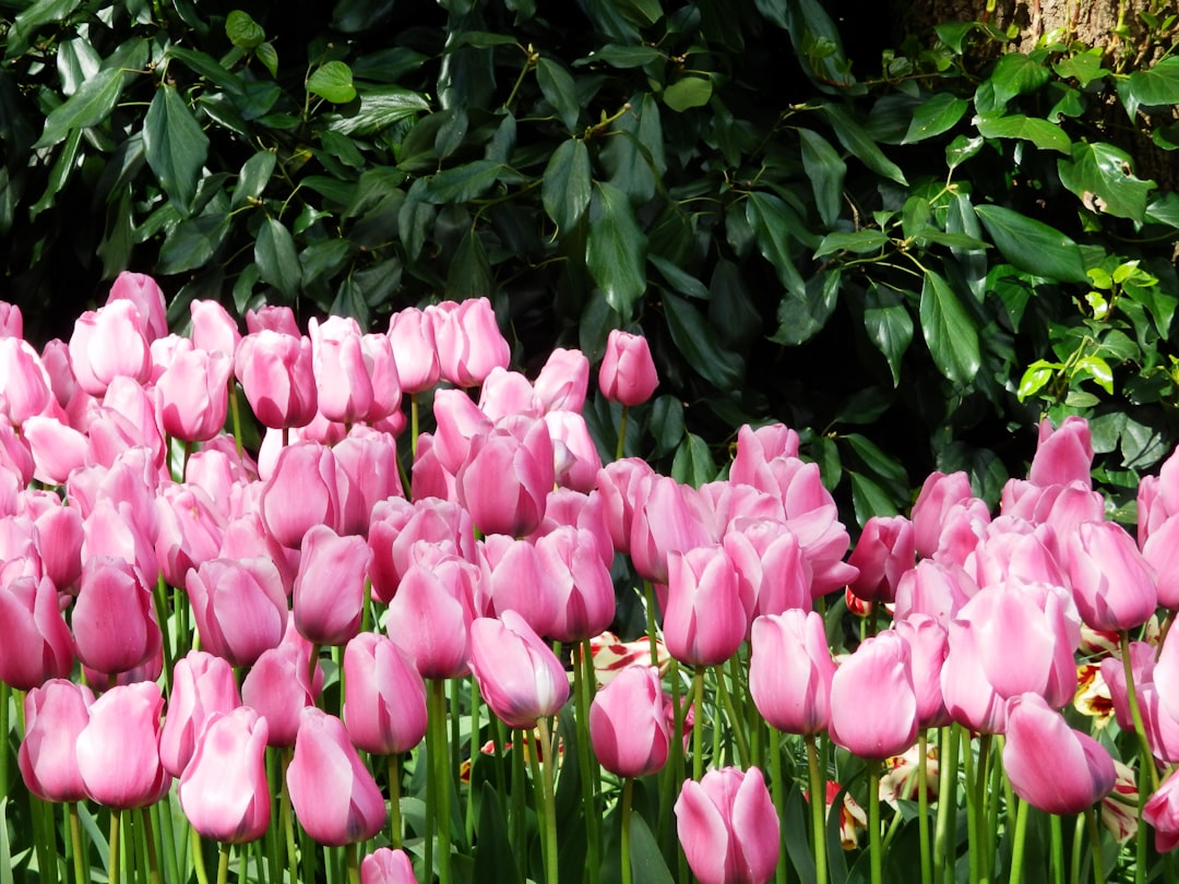Keukenhof: The World's Largest Flower Garden - Stationsweg 166A | Secret World Trip Planner
