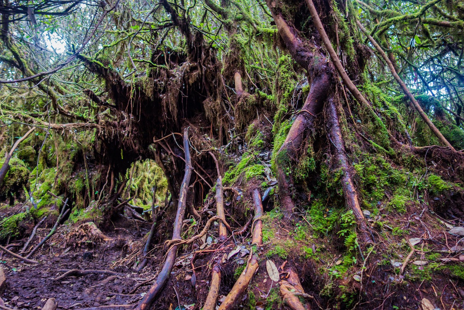 Exploring Gunung Irau: A Gem of the Cameron Highlands