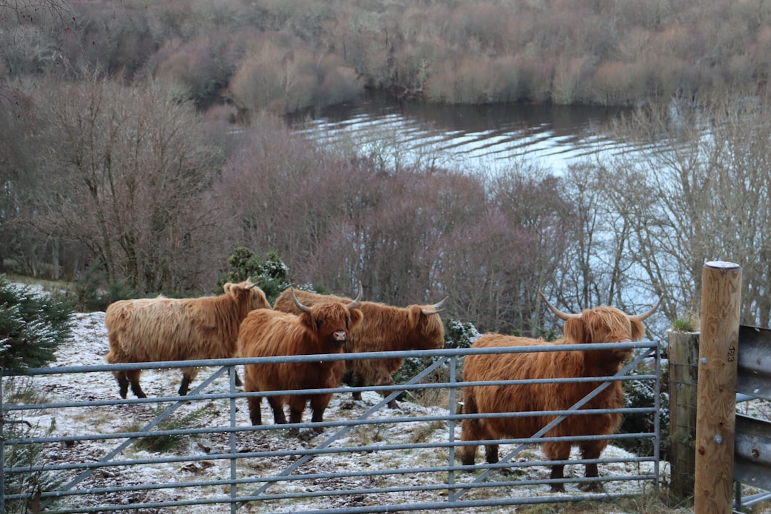 Scottish Highlands: un viaggio nella natura incontaminata | Secret World Trip Planner