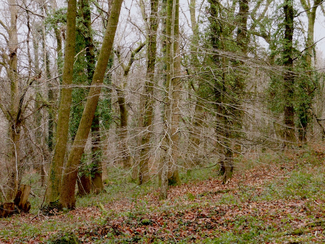 Scopri Dark Hedges: la strada incantata dell'Irlanda del Nord | Secret World Trip Planner