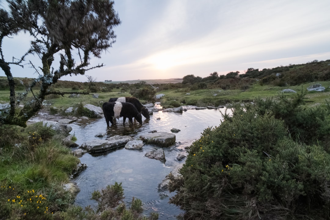 Scopri il fascino del Dartmoor National Park in Inghilterra - HX28+2M Lens | Secret World Trip Planner