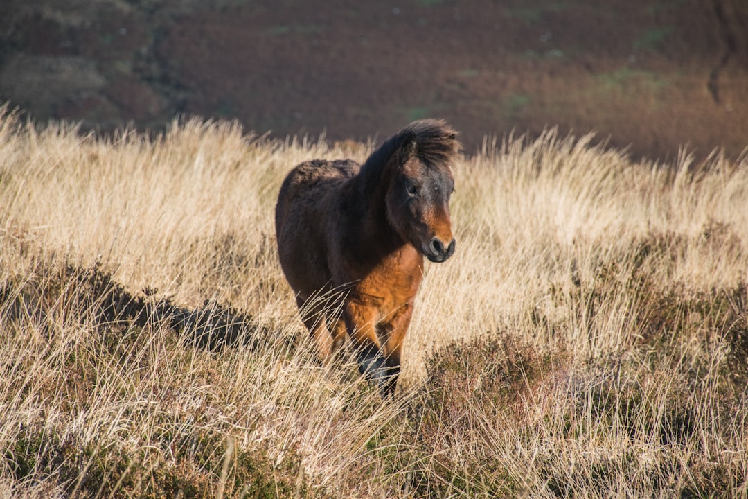 Découvrez le charme du parc national de Dartmoor en Angleterre - HX28+2M Lens | Secret World Trip Planner