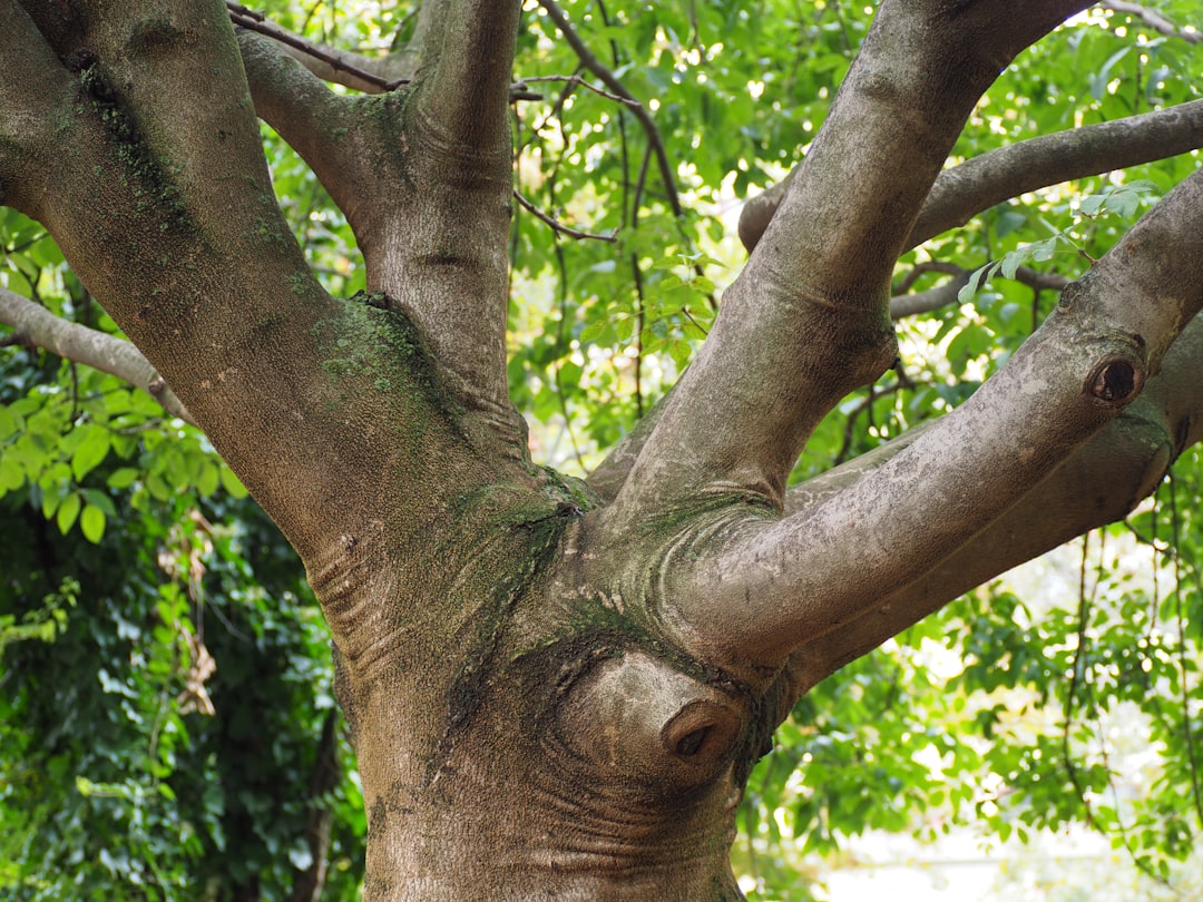 Gossip Tree: L'Arte Sonora nel Cuore di Sibiu - Strada Turnului 2 | Secret World Trip Planner