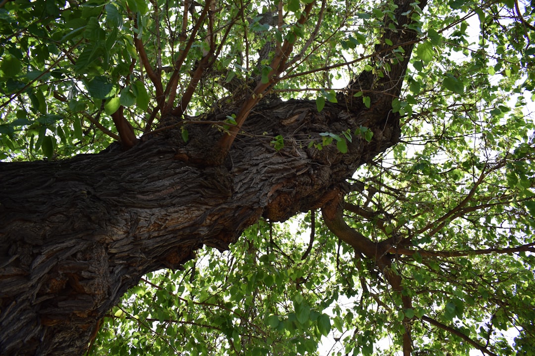Gossip Tree : L'Art Sonore au Coeur de Sibiu - Strada Turnului 2 | Secret World Trip Planner