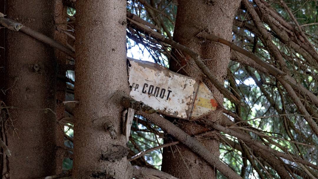 Gossip Tree : L'Art Sonore au Coeur de Sibiu - Strada Turnului 2 | Secret World Trip Planner