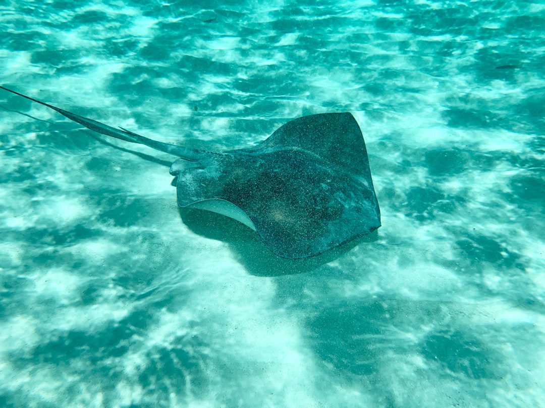 Cozumel: An Island Paradise in the Heart of the Caribbean - Cozumel | Secret World Trip Planner