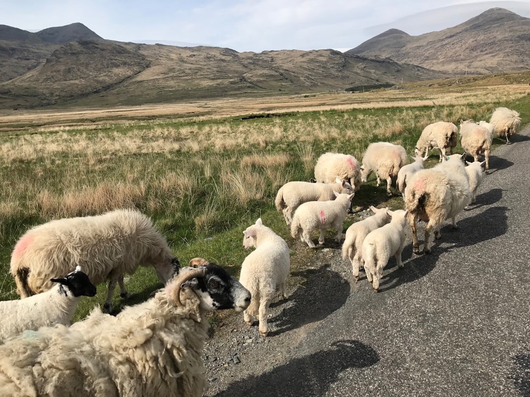 Mull: Scotland's Wild Island Adventure - Mull | Secret World Trip Planner