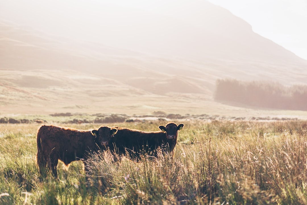 Mull : L'île sauvage de l'Écosse - Mull | Secret World Trip Planner