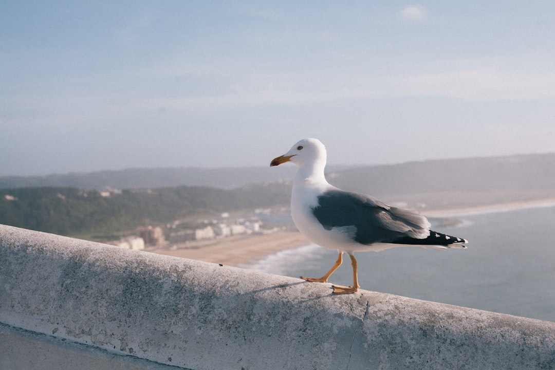 Découvrez Penha de Águia : un coin de paradis au Portugal - Santana | Secret World Trip Planner