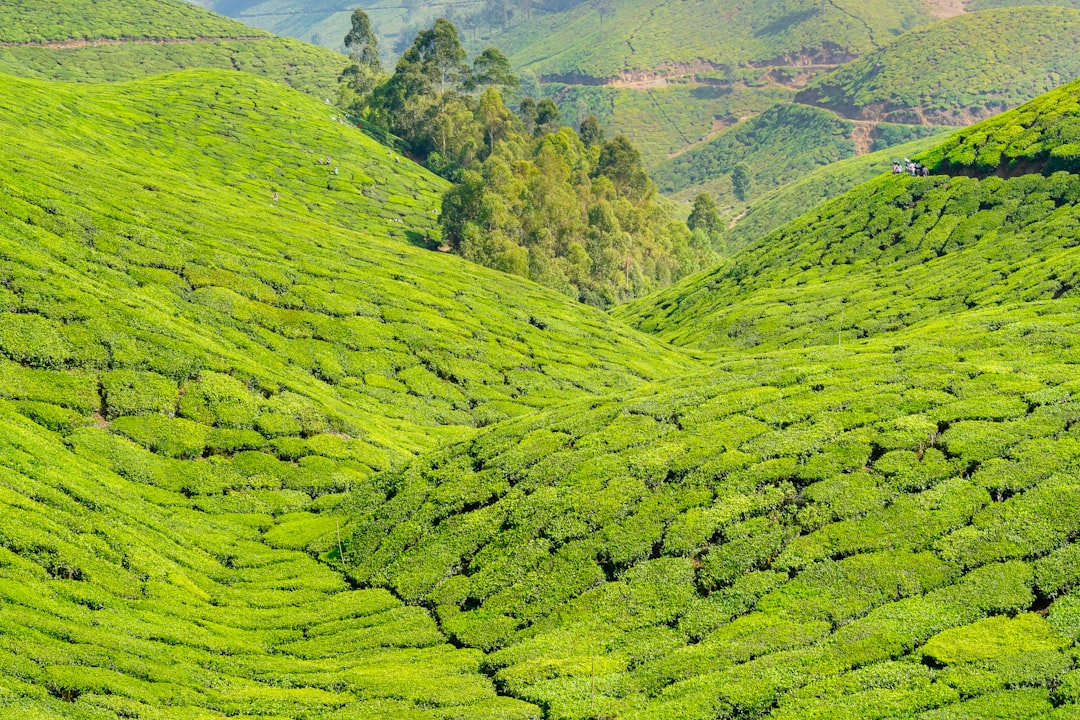 Munnar : Un Paradis au Coeur des Plantations de Thé - Munnar | Secret World Trip Planner
